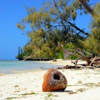 Les îles du Pacifique, un milieu naturel exceptionnel