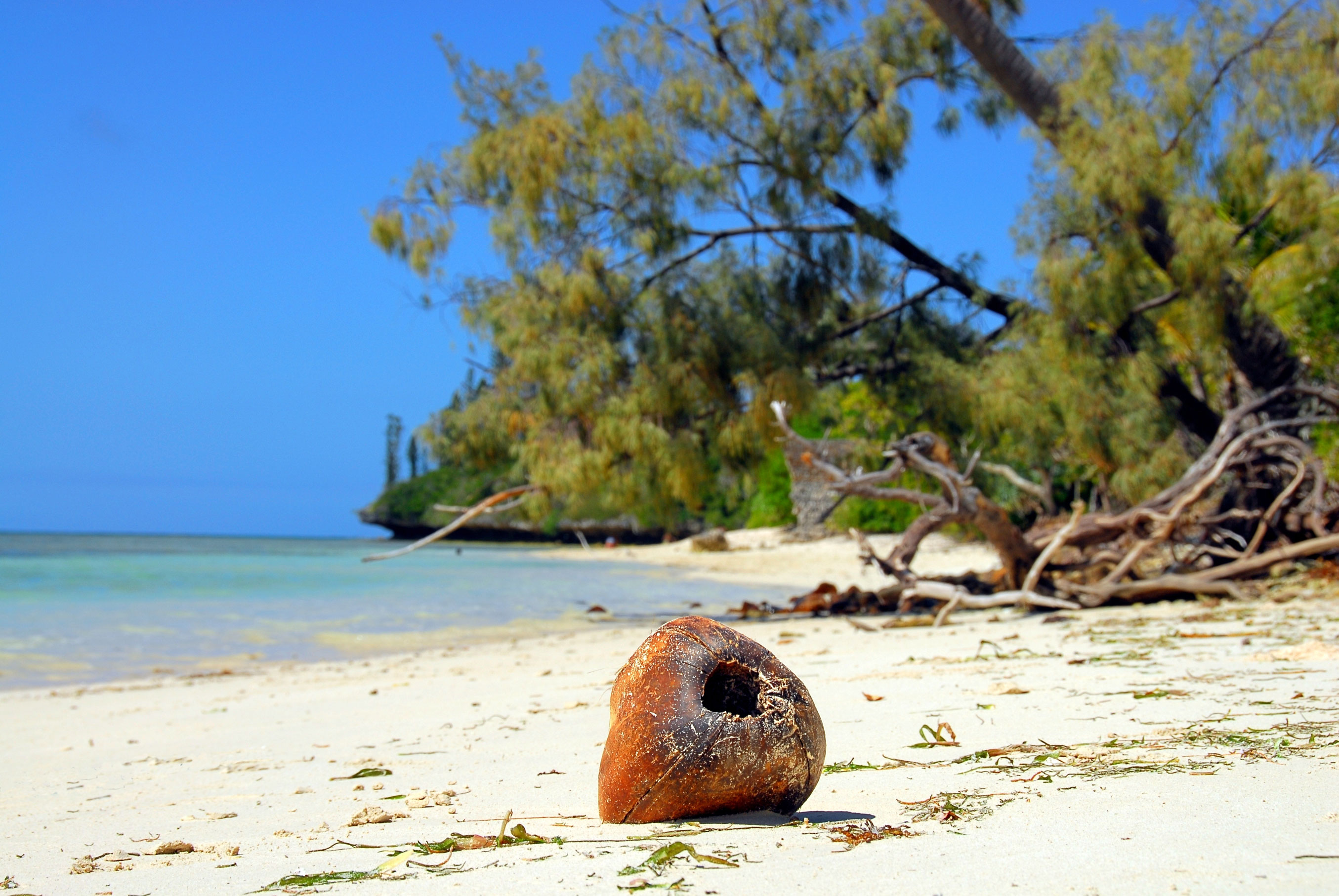 Les îles du Pacifique bénéficient d'un milieu naturel exceptionnel.