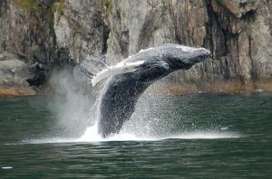 Kenai Fjords - Jdegenhardt