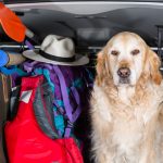 Golden Retriever Trip Golden Retriever Trip