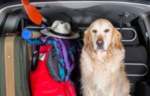 Golden Retriever in the boot of the car ready to leave home