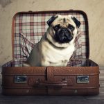 voyage-chien voyage-chien