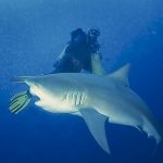 bullsharkplaymate bullsharkplaymate