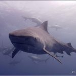 tiger-shark tiger-shark