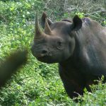 black-rhino-4