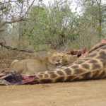 lion-kill-1 lion-kill-1