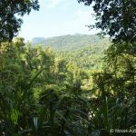 daintree forest daintree forest