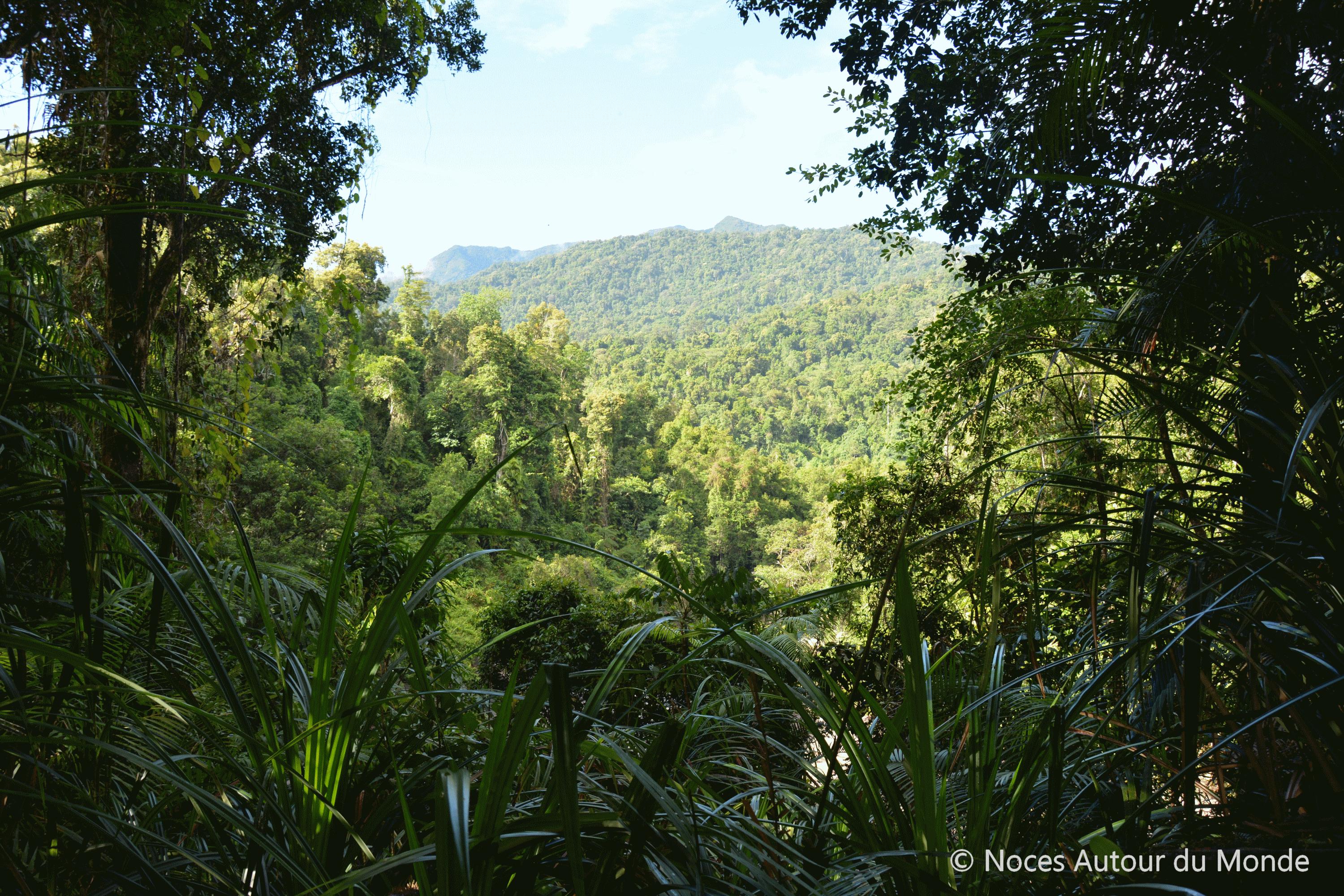 daintree forest