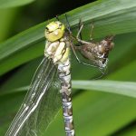 Libellule01 Libellule01