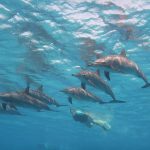 croisière-dauphins-egypt
