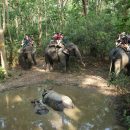 Le parc national de Chitwan pour admirer des rhinocéros