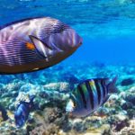 single-loc-boc3 single-loc-boc3