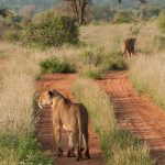 Samburu-Buffalo-Springs-Shaba