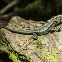 Découvrir les richesses naturelles du Chili en visitant Huilo Huilo