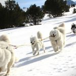 #2 chiens de traîneau