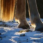 #9 ski-joëring #9 ski-joëring