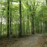 Forêts d’Ile de France, la verdure pour se relaxer le week-end